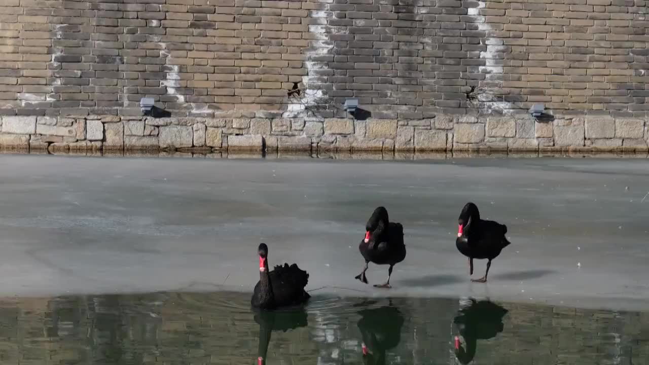 黑天鹅素材视频素材