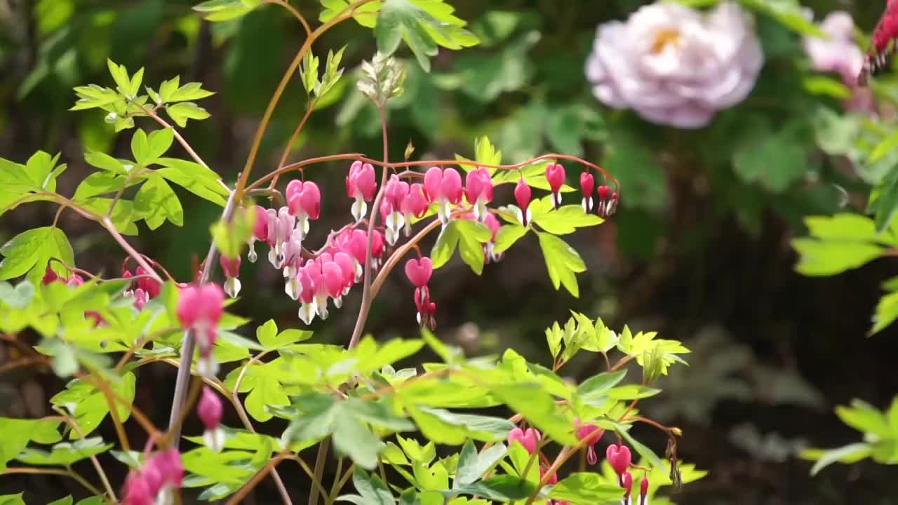 春天盛开的荷包牡丹（合集）视频素材