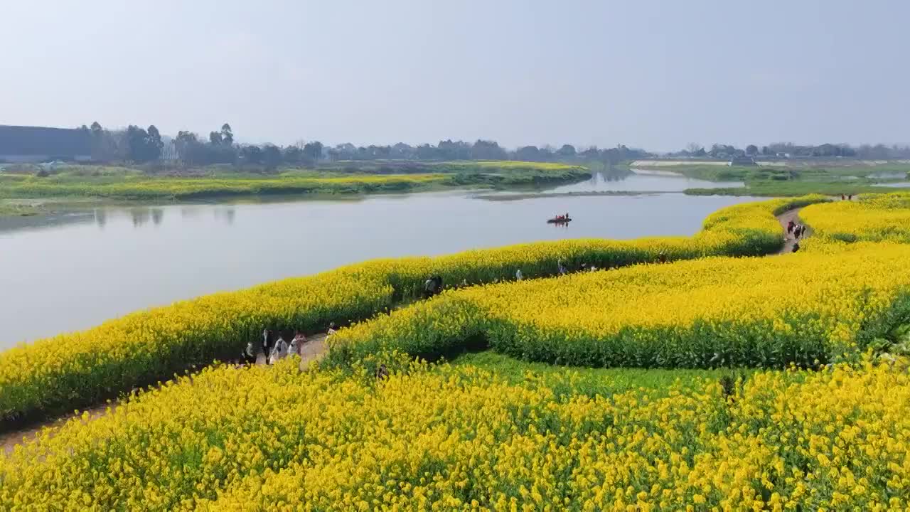 油菜花视频素材