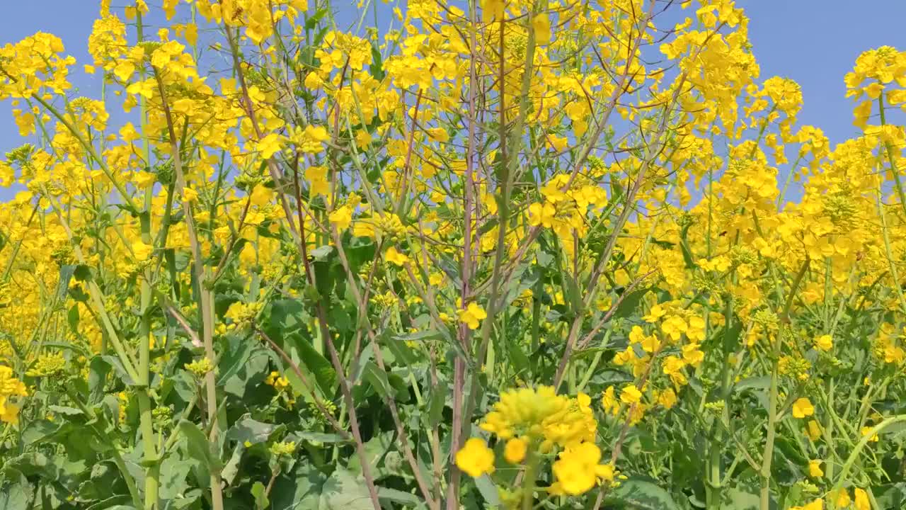 油菜花视频素材