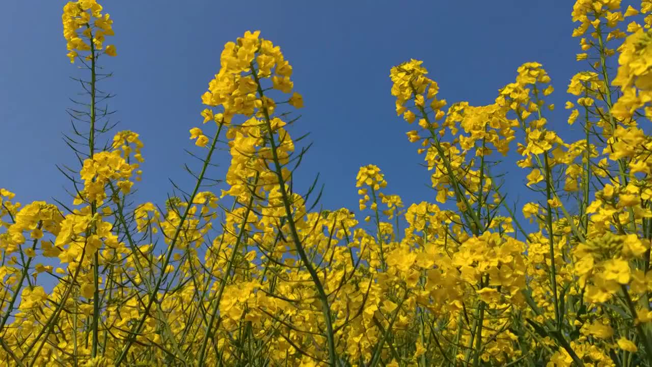 油菜花视频素材