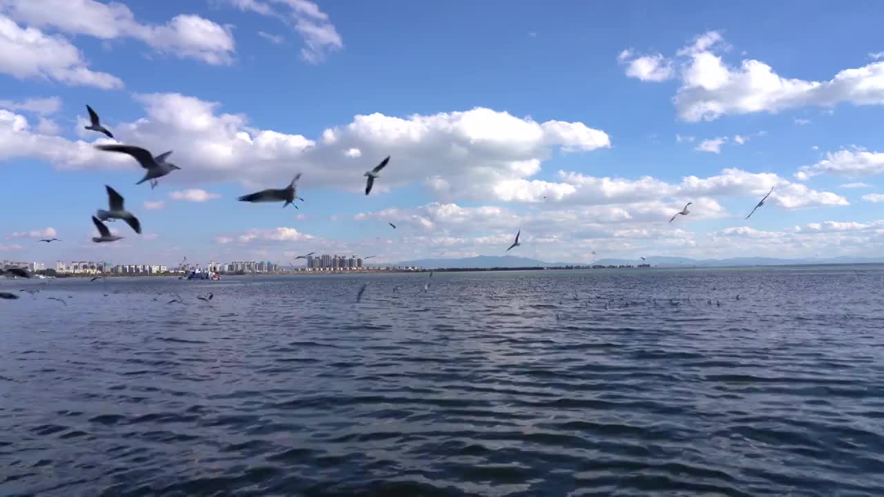 昆明海埂滇池上空飞翔的海鸥视频素材