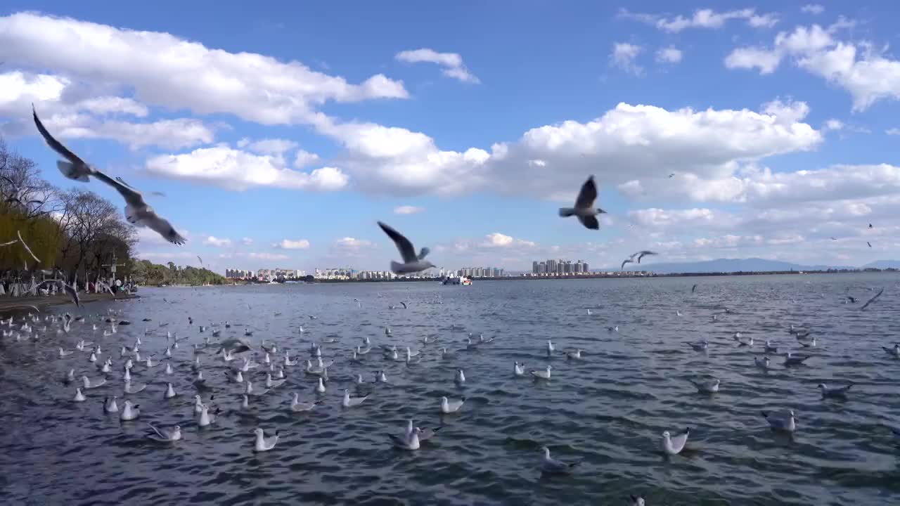 昆明海埂滇池上空飞翔的海鸥视频素材