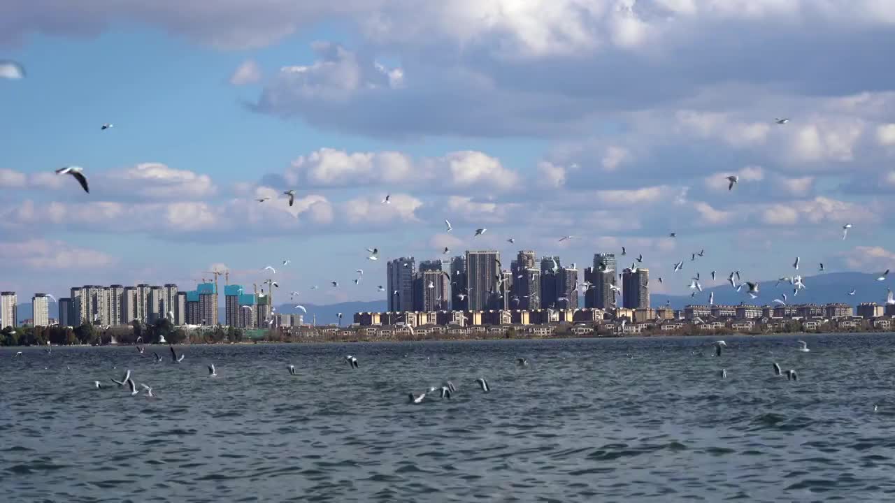 昆明海埂滇池上空飞翔的海鸥视频素材