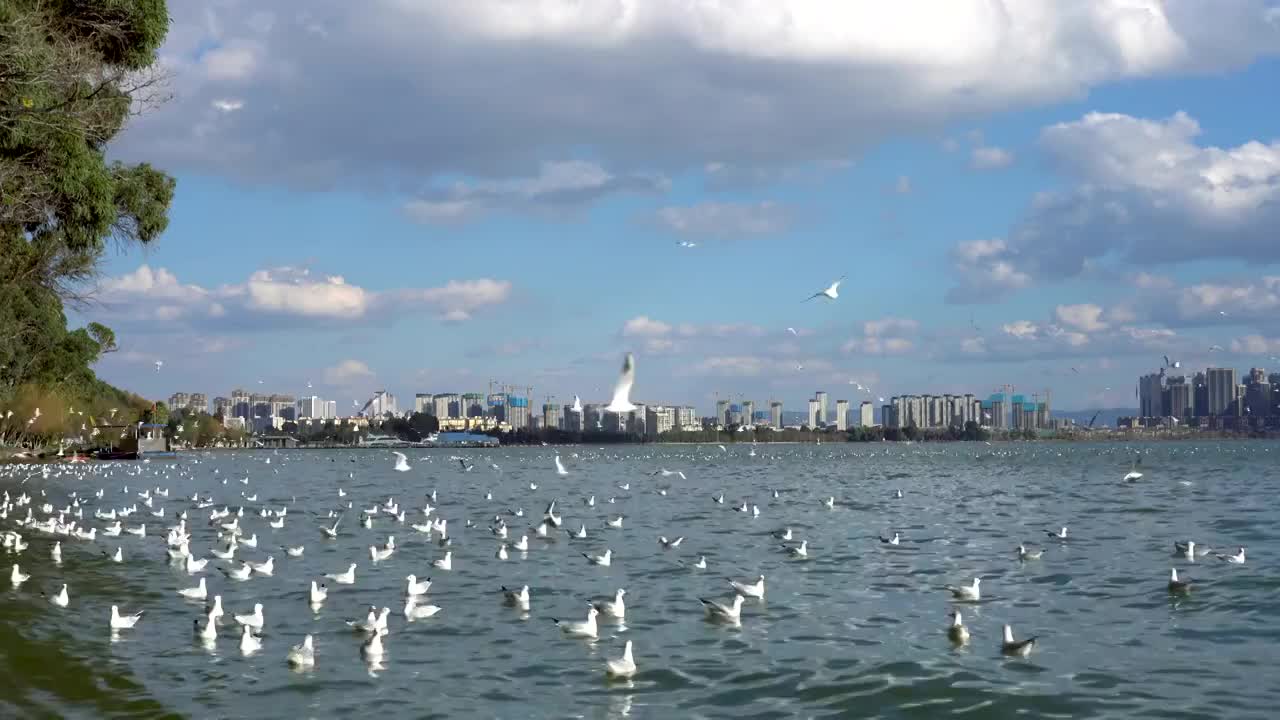 昆明海埂滇池上空飞翔的海鸥视频素材