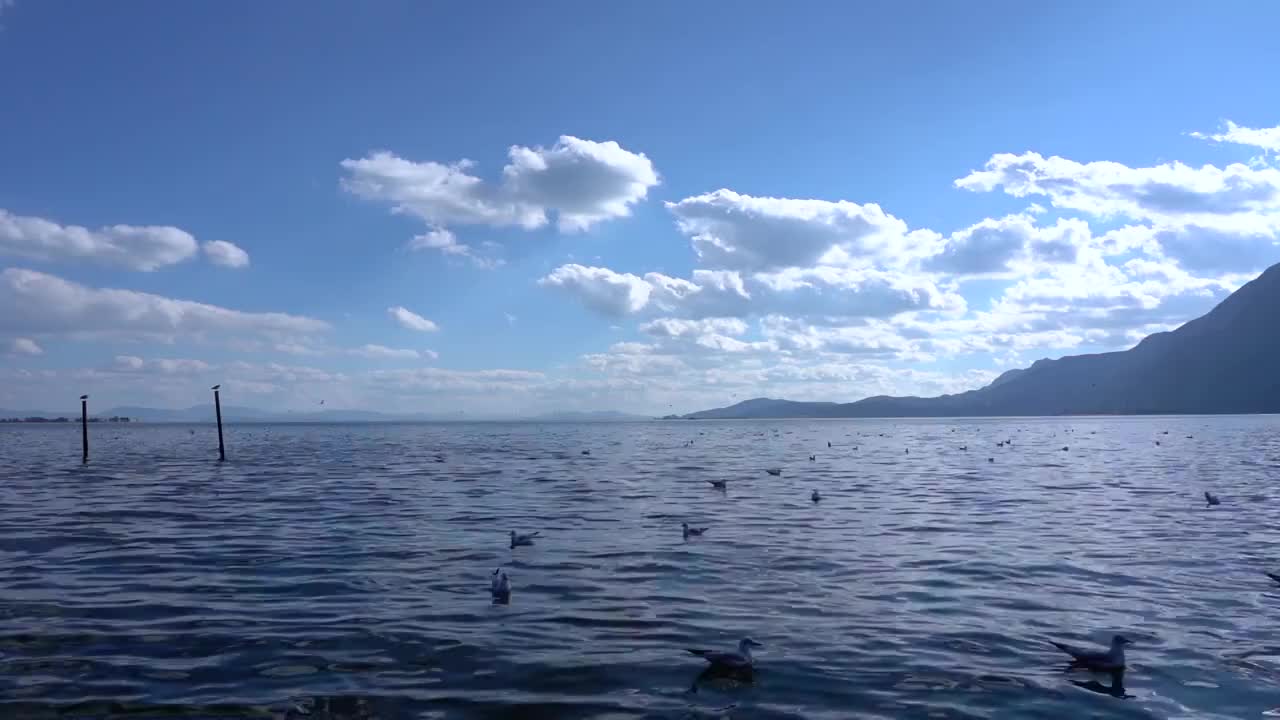 海鸥在昆明滇池上空翱翔视频素材