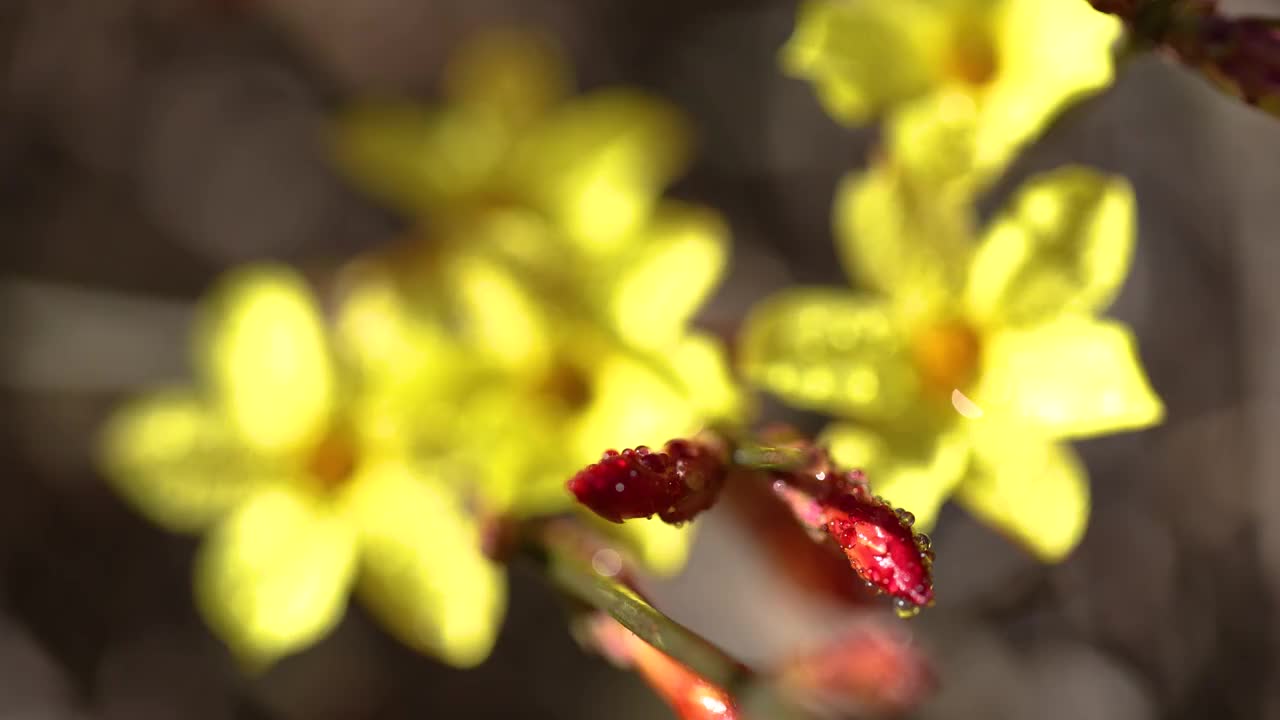 春天迎春花视频素材