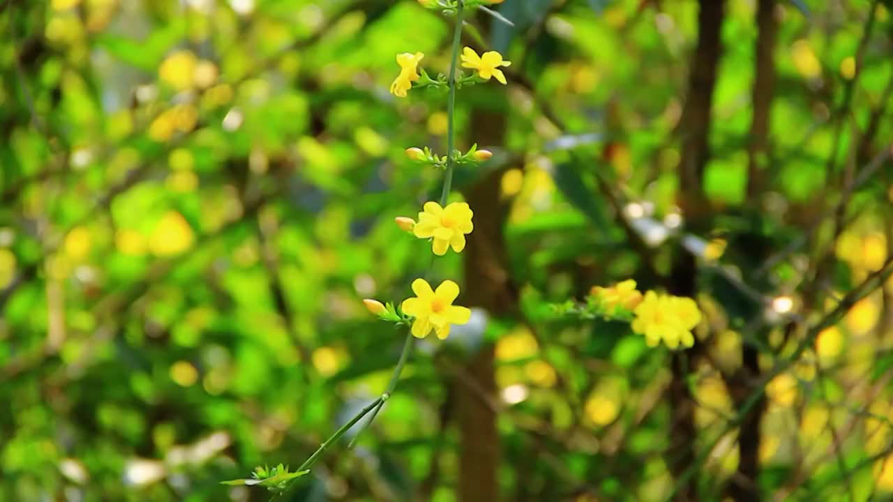 迎春花 春天 小黄花 春天的色彩视频素材