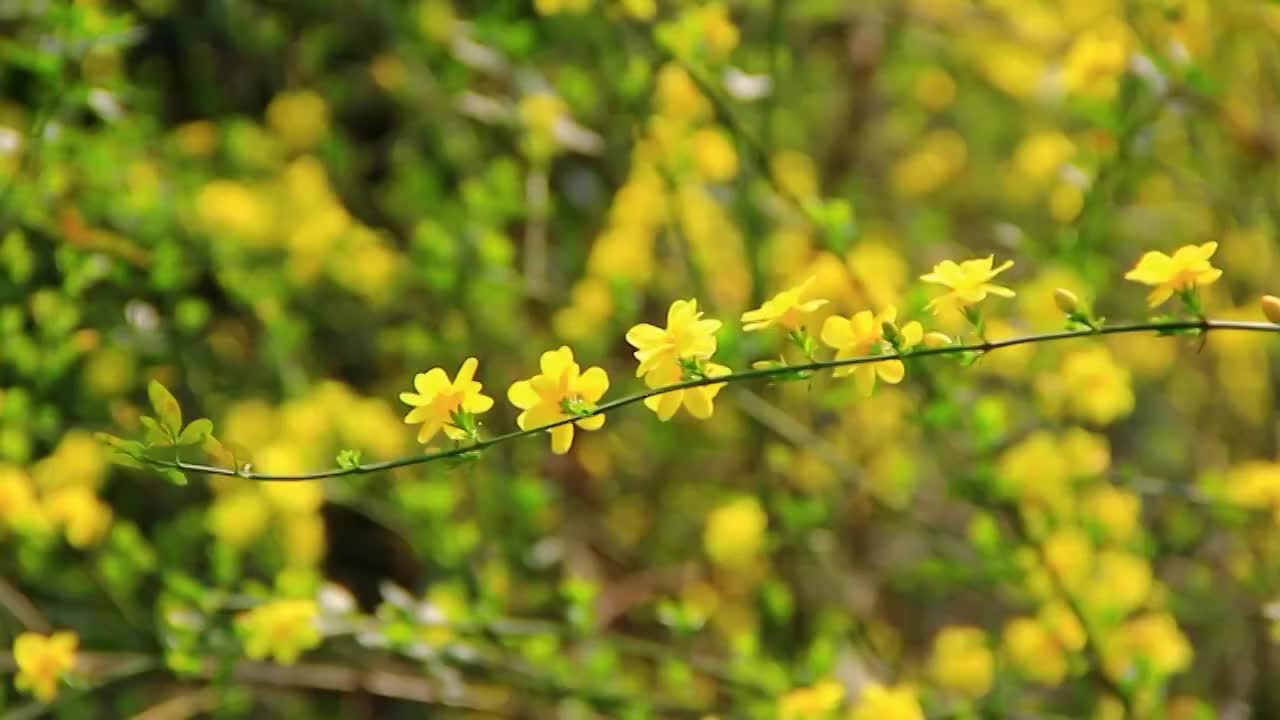 在微风中摆动的迎春花 春天的小黄花视频素材