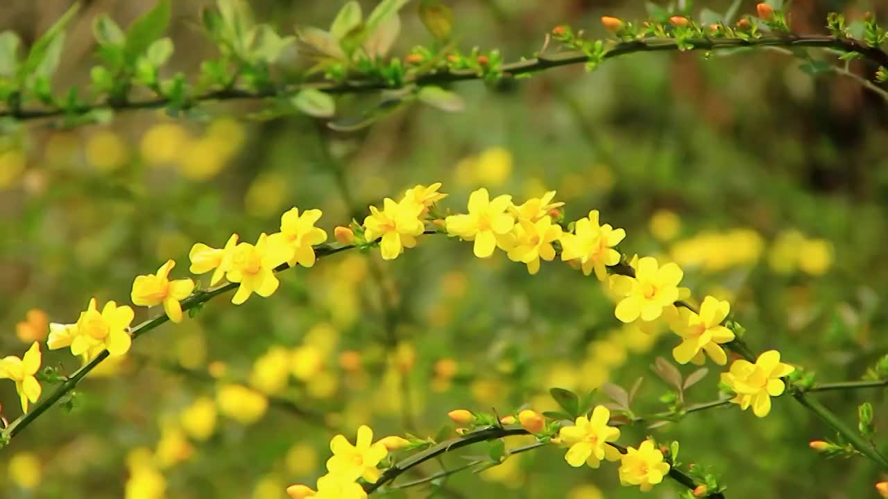 迎春花 春天 小黄花 春天的色彩视频素材