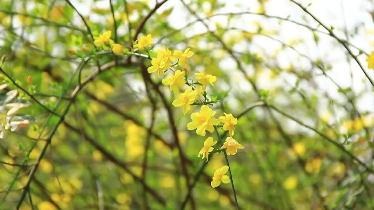 迎春花 春天 小黄花 春天的色彩视频素材