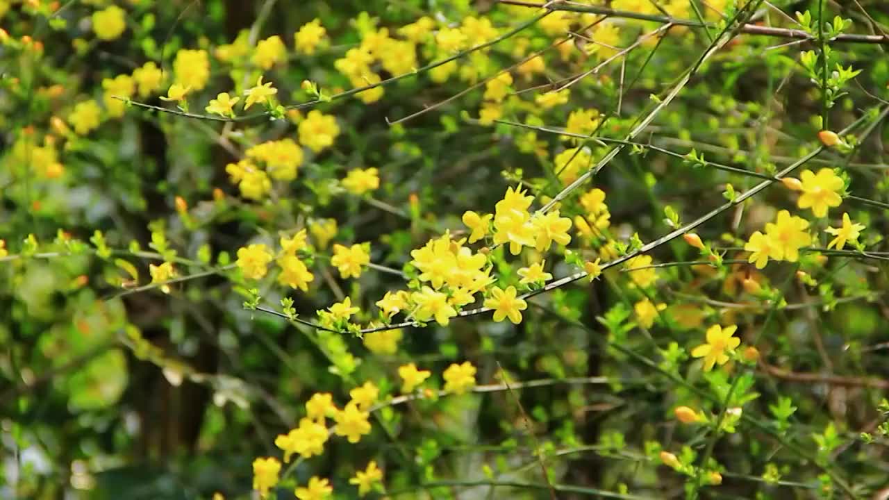 迎春花 春天 小黄花 春天的色彩视频素材