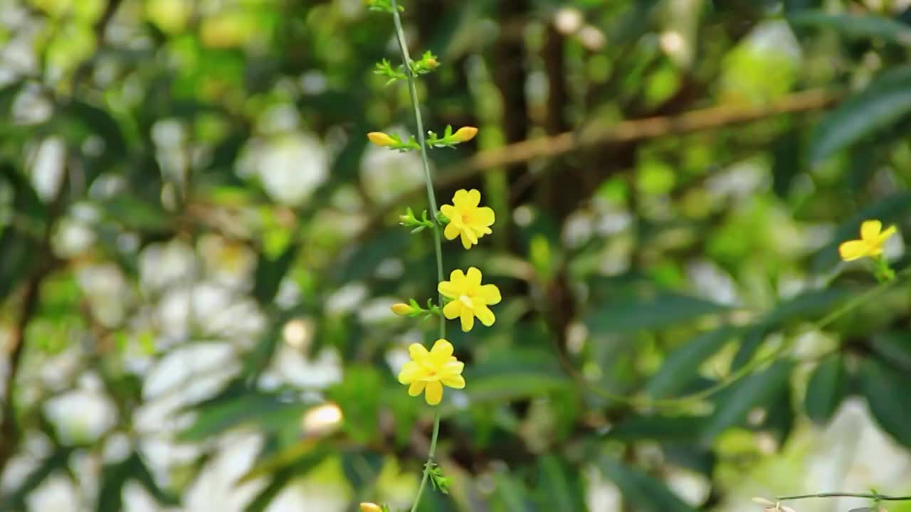 迎春花 春天 小黄花 春天的色彩视频素材