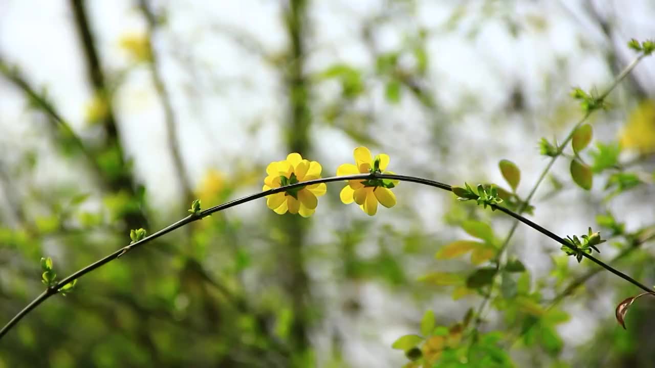 迎春花 春天 小黄花 春天的色彩视频素材