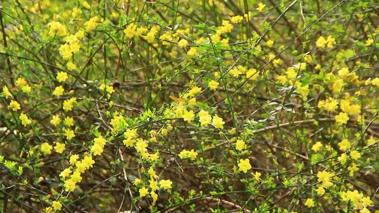 迎春花 春天 小黄花 春天的色彩视频素材