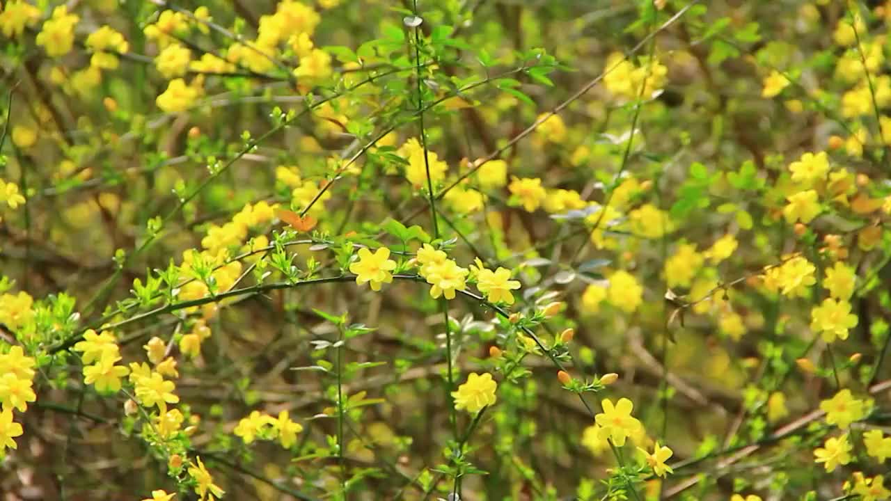 迎春花 春天 小黄花 春天的色彩视频素材