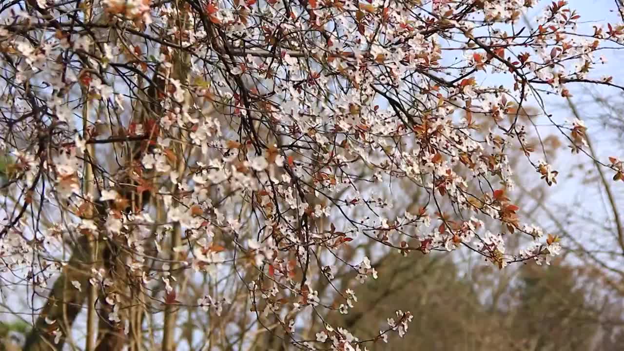 白色的李花 春天 红叶李视频素材