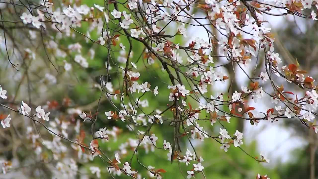 白色的李花 春天 红叶李视频素材