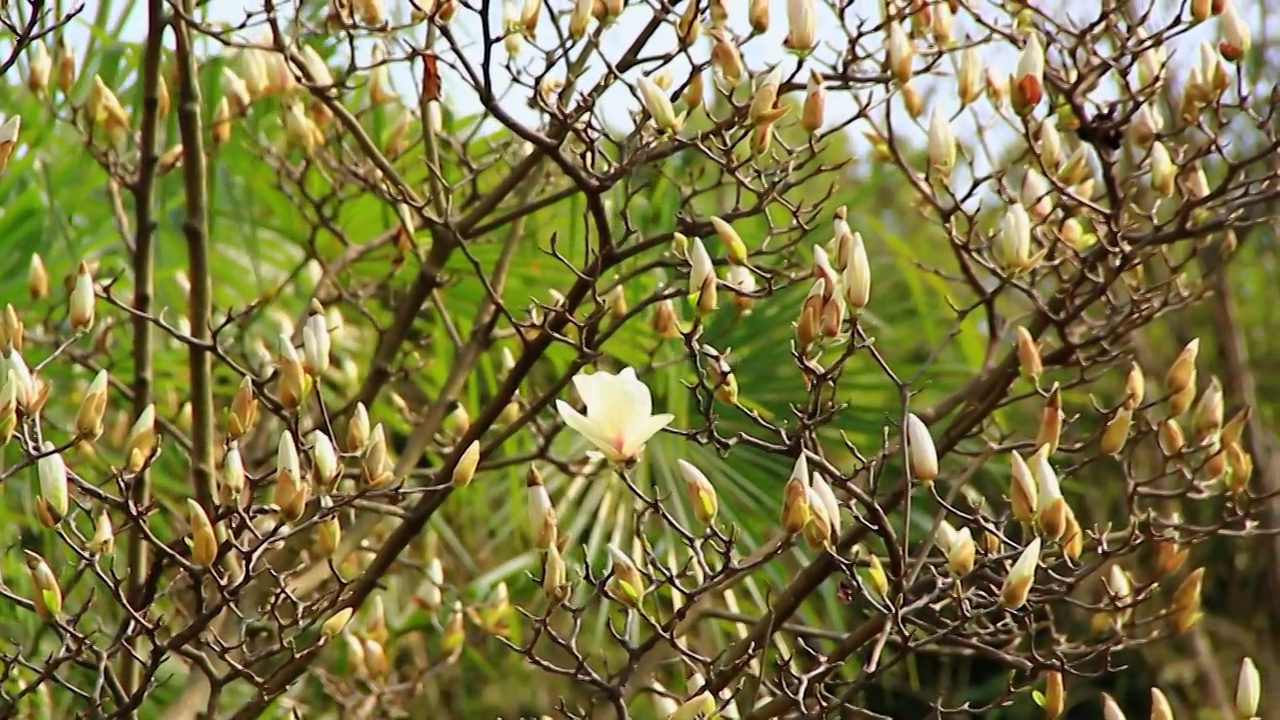 春天的玉兰花蕾 白色 微风视频素材