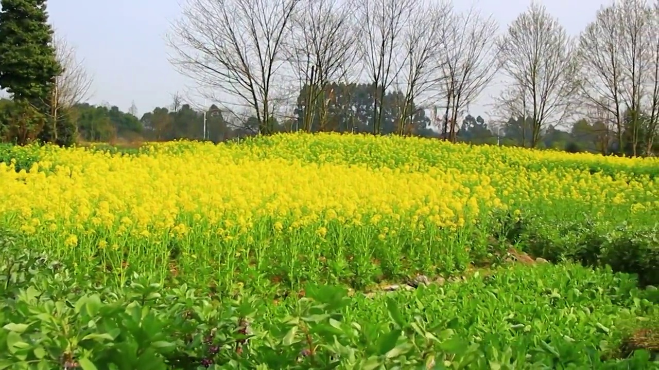 春天的油菜花 黄色 绿色视频素材