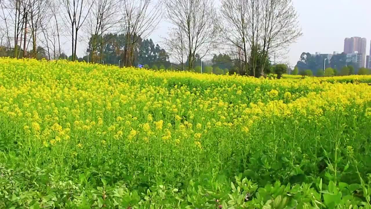 春天的油菜花 黄色 绿色视频素材