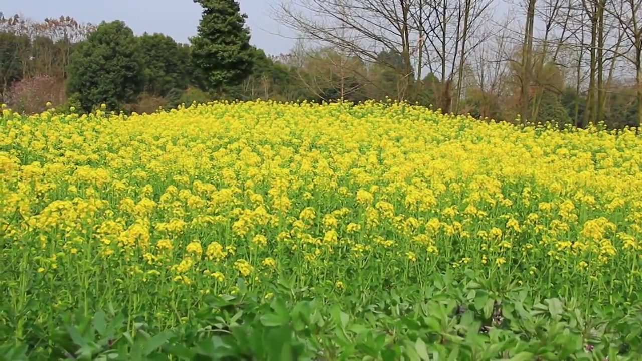 春天 油菜花 金黄色视频素材