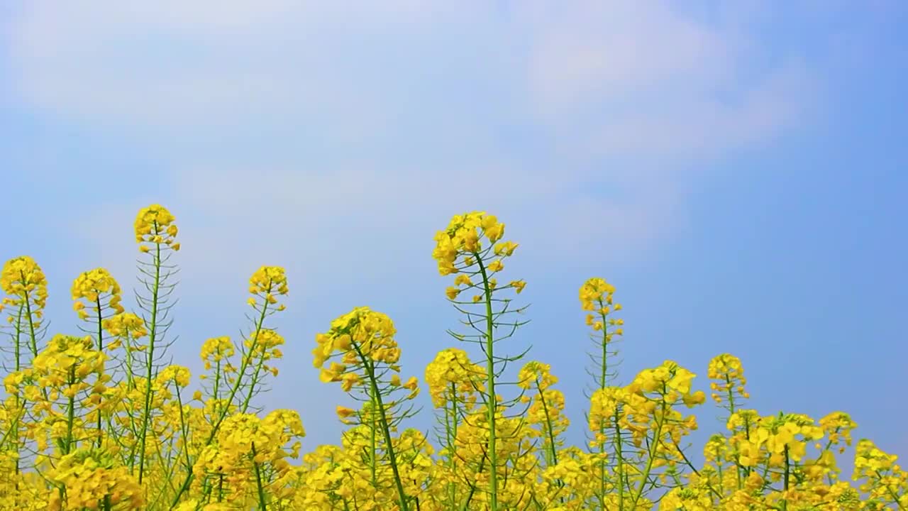 油菜花 春天 蓝天白云视频素材