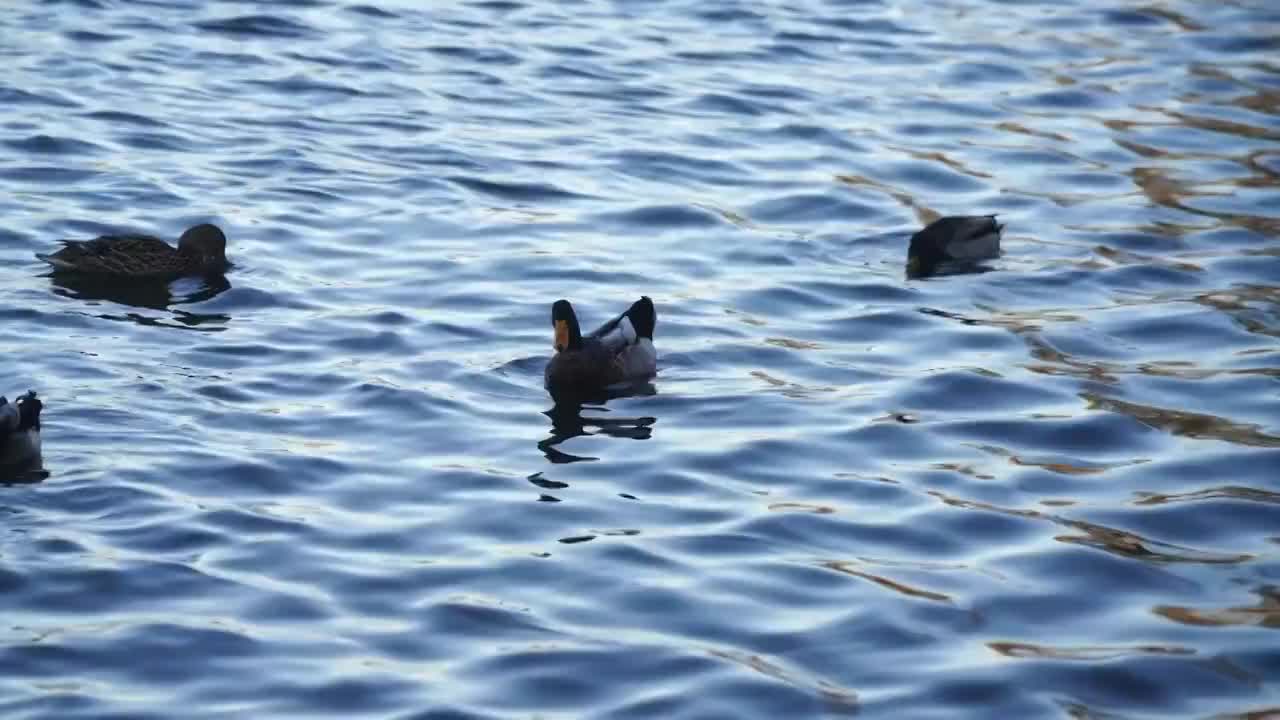 北京什刹海后海春天动物鸭子戏水生机盎然视频素材