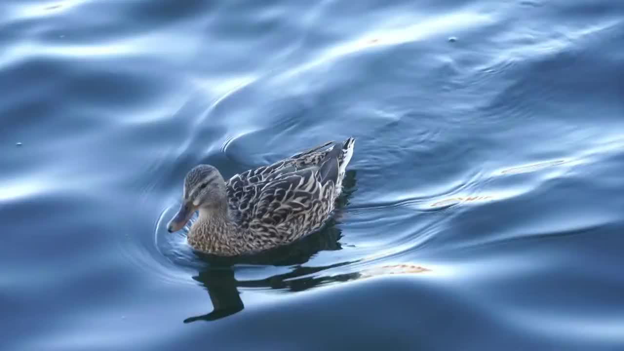 北京什刹海后海春天动物鸭子戏水生机盎然视频素材