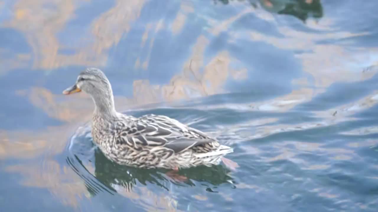 北京什刹海后海春天动物鸭子戏水生机盎然视频素材