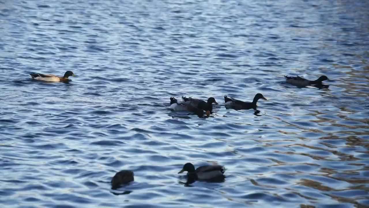 北京什刹海后海春天动物鸭子戏水生机盎然视频素材