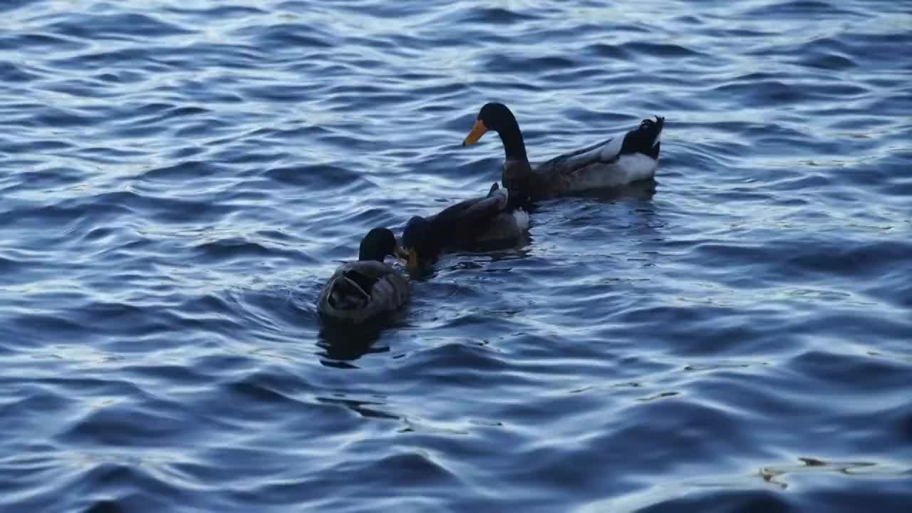 北京什刹海后海春天动物鸭子戏水生机盎然视频素材