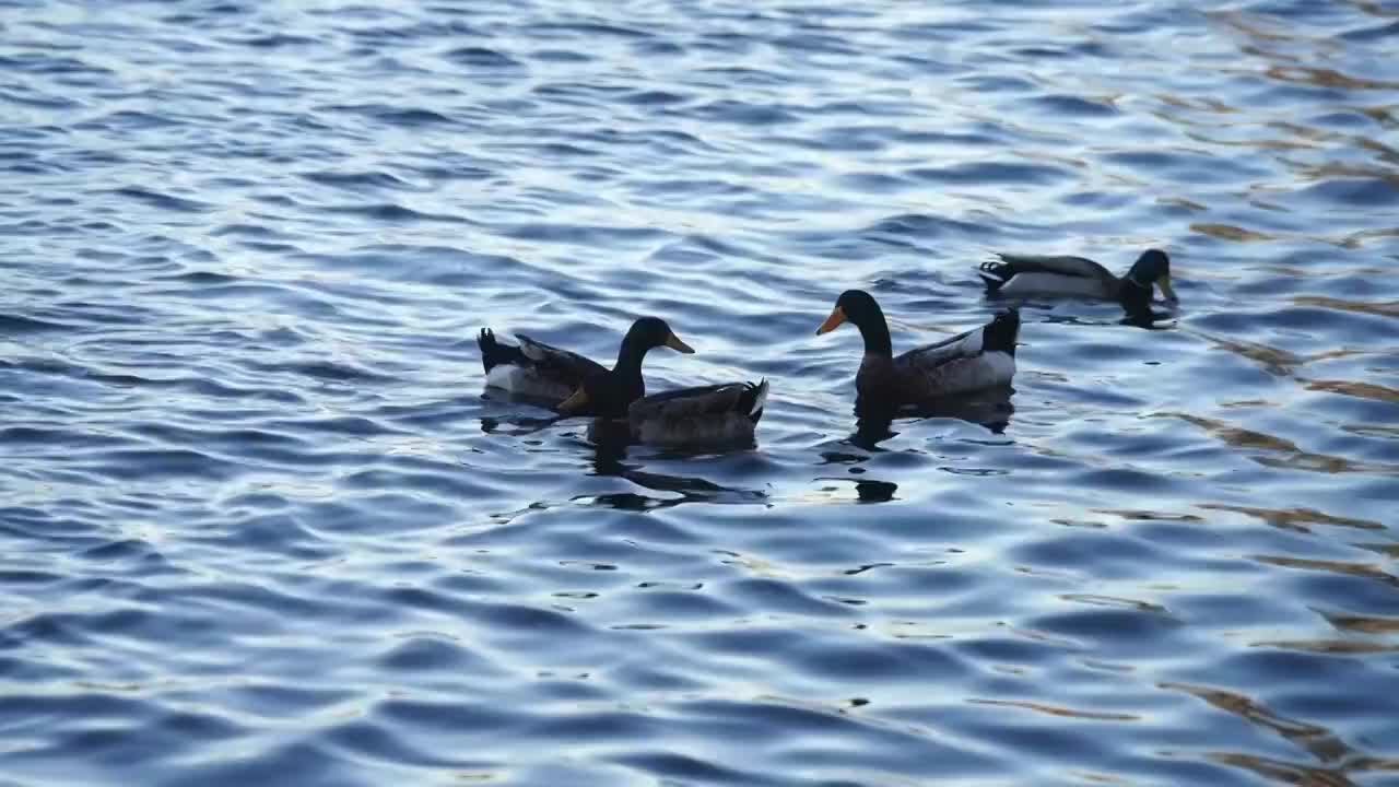 北京什刹海后海春天动物鸭子戏水生机盎然视频素材