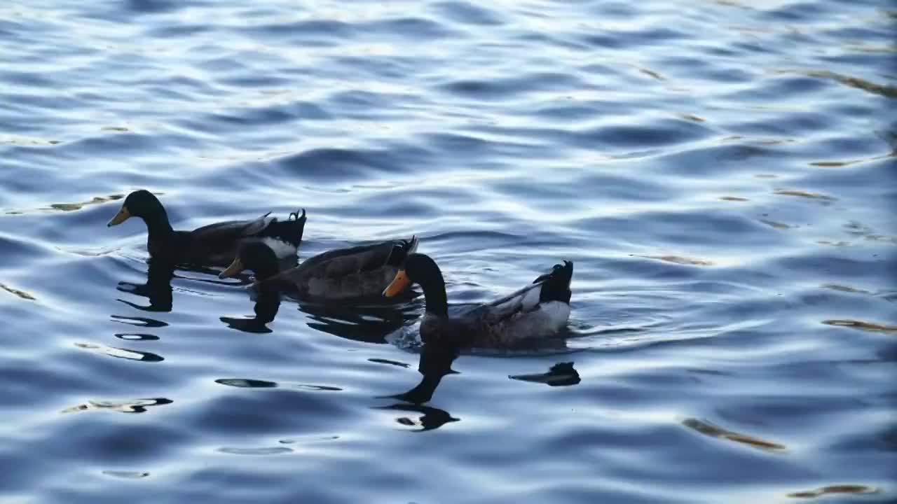 北京什刹海后海春天动物鸭子戏水生机盎然视频素材