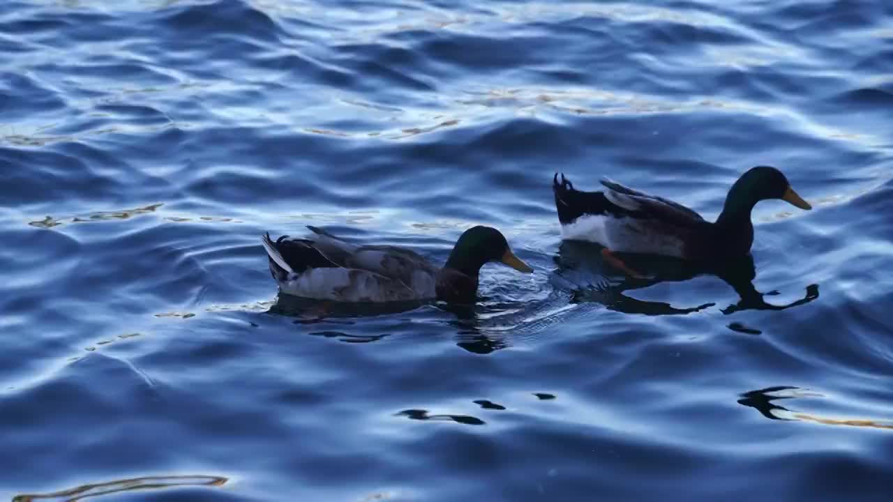 北京什刹海后海春天动物鸭子戏水生机盎然视频素材