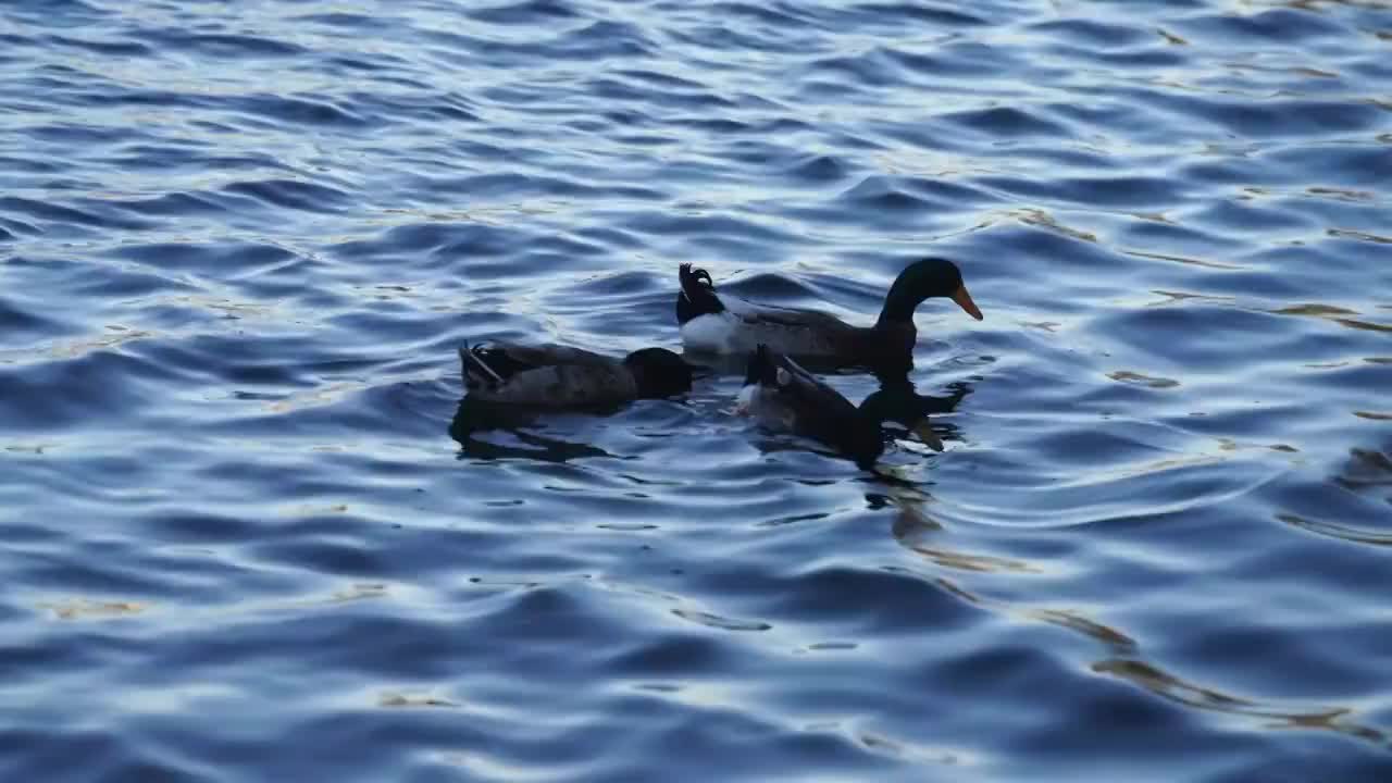 北京什刹海后海春天动物鸭子戏水生机盎然视频素材