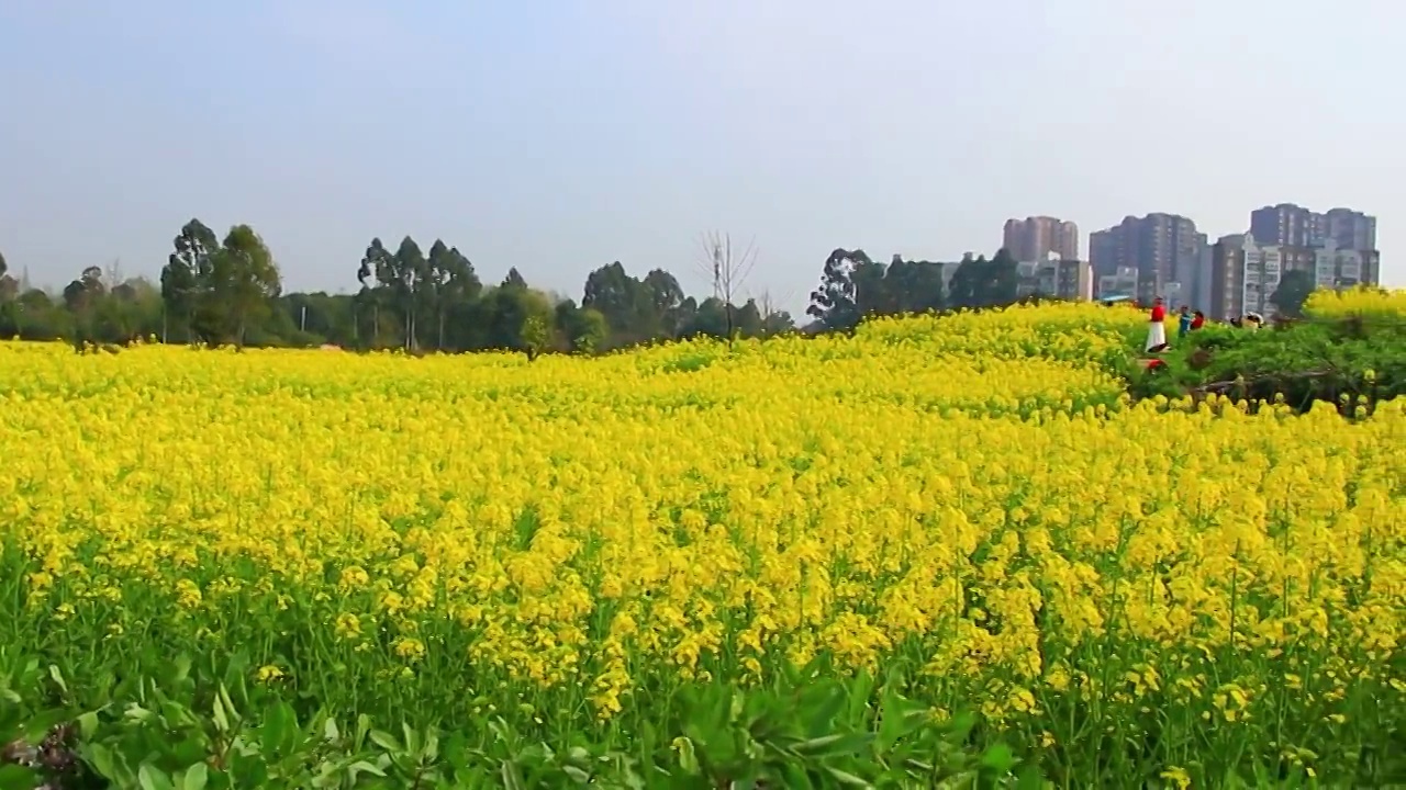 四川省成都市温江区万春镇的油菜花 春天 金黄色视频素材