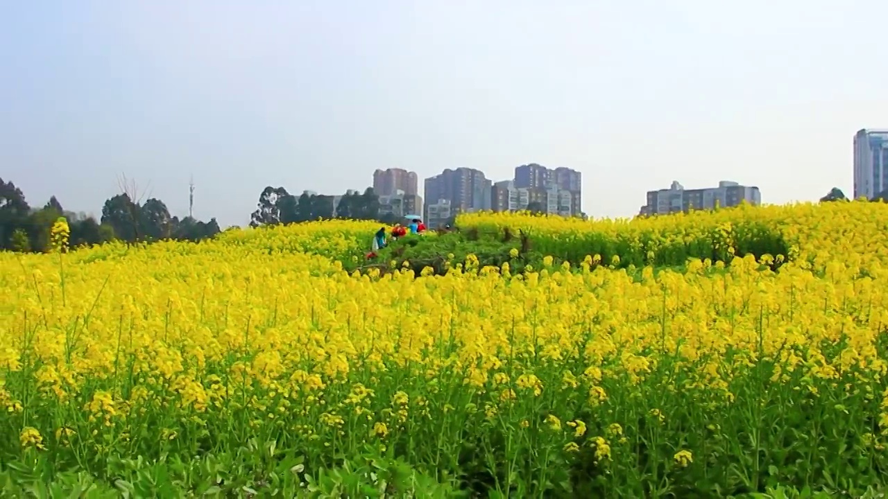 四川省成都市温江区万春镇的油菜花 春天 金黄色视频素材