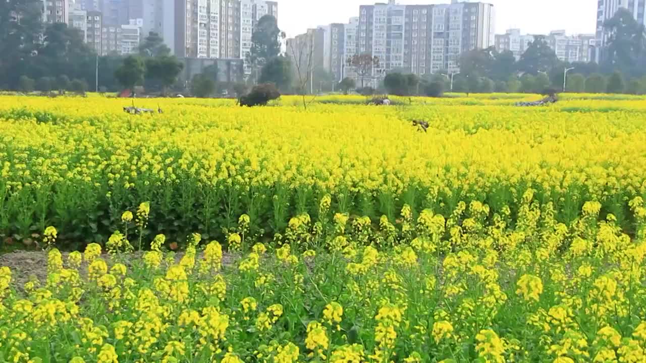 四川省成都市温江区万春镇的油菜花 春天 金黄色视频素材