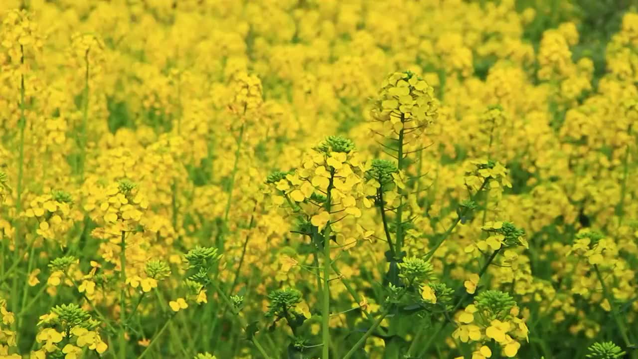 四川省成都市温江区万春镇的油菜花 春天 金黄色视频素材