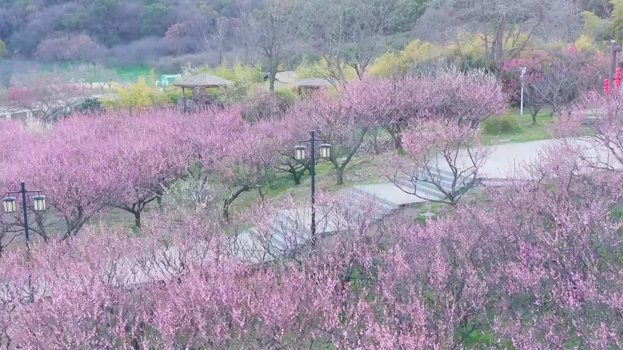 苏州上方山森林公园梅花盛开视频素材