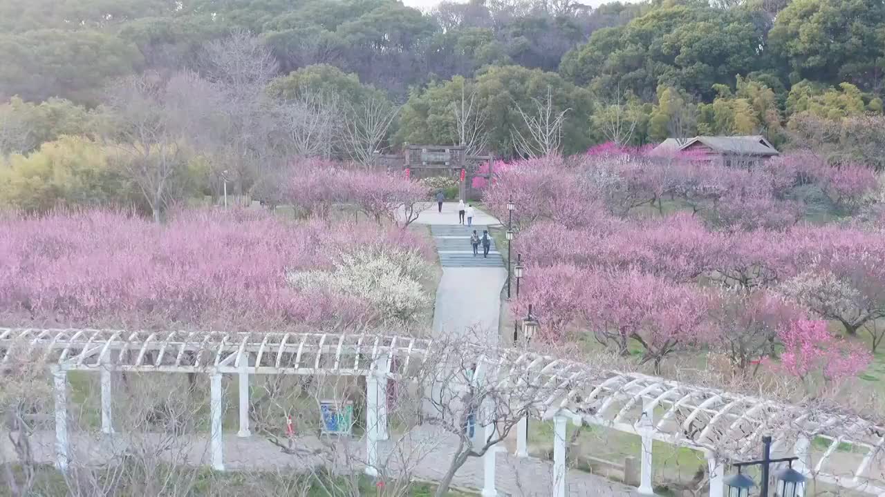 苏州上方山森林公园梅花盛开视频素材