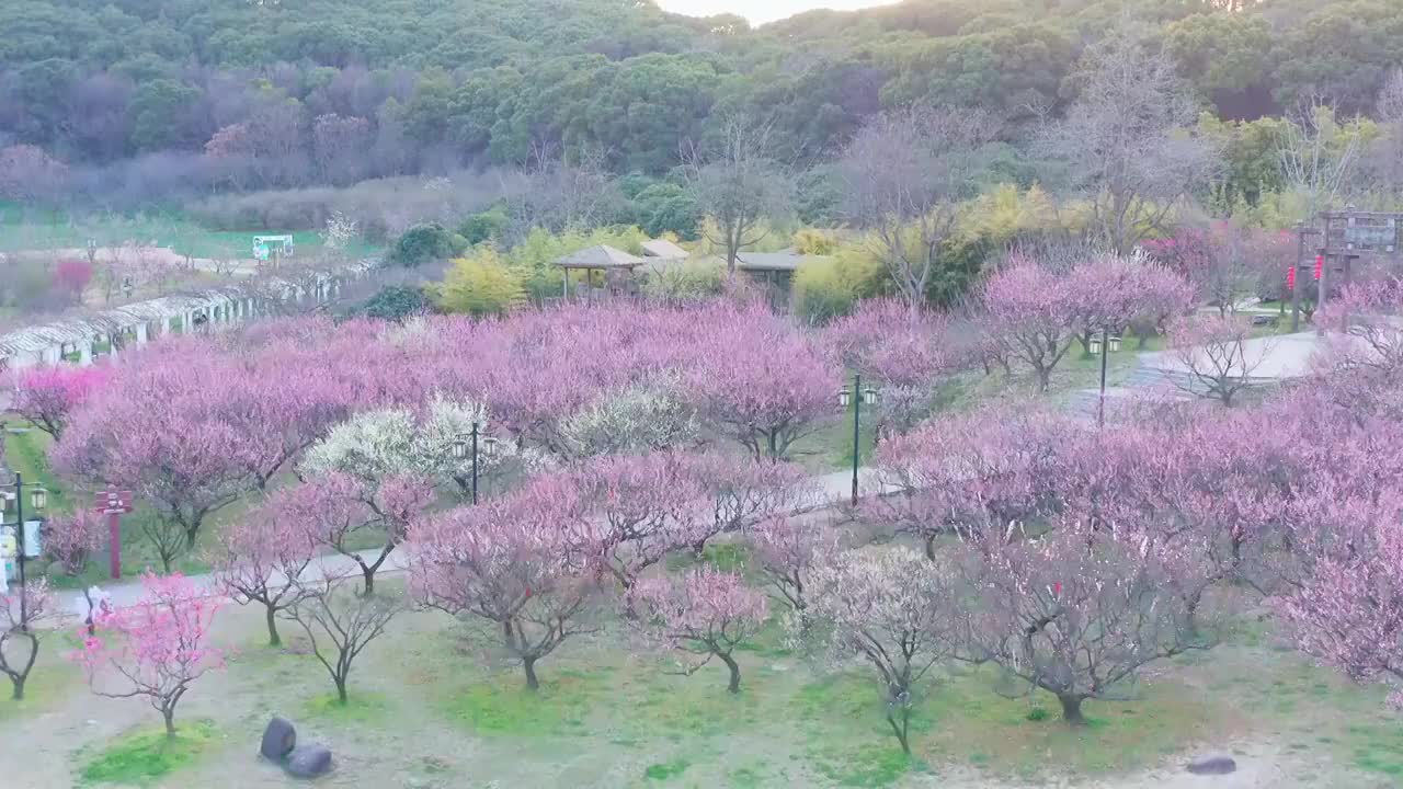 苏州上方山森林公园梅花盛开视频素材