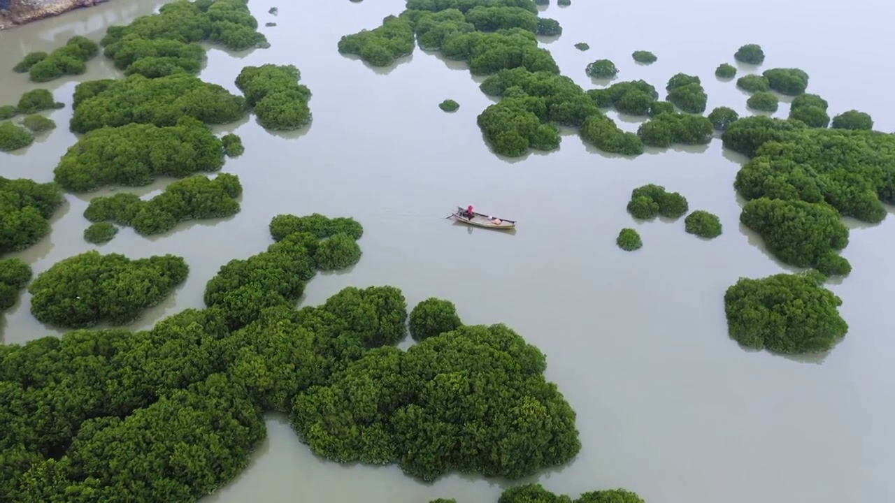 划船出海捕鱼的渔夫,霞浦鹅湾红树林视频素材