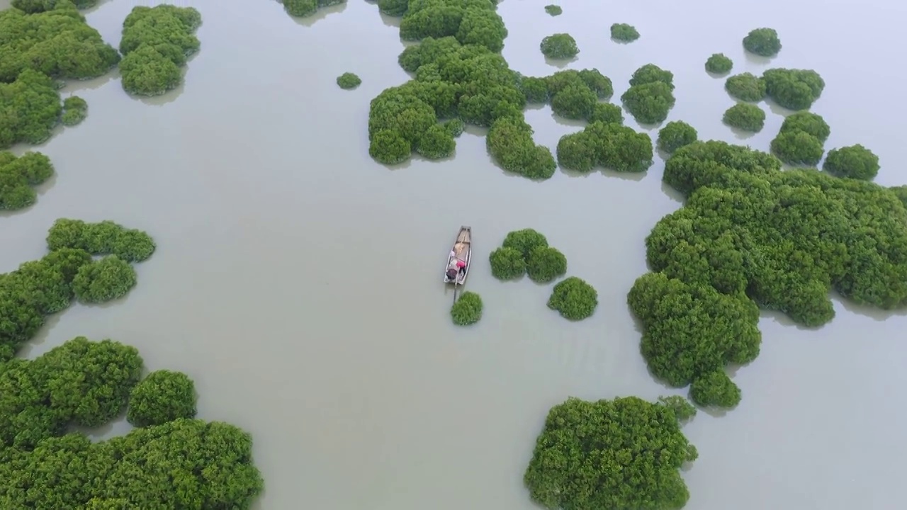 划船出海捕鱼的渔夫,霞浦鹅湾红树林视频素材