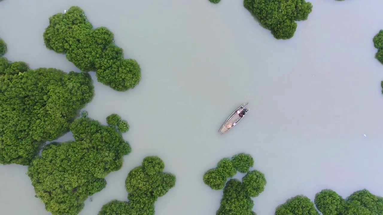 划船出海捕鱼的渔夫,霞浦鹅湾红树林视频素材