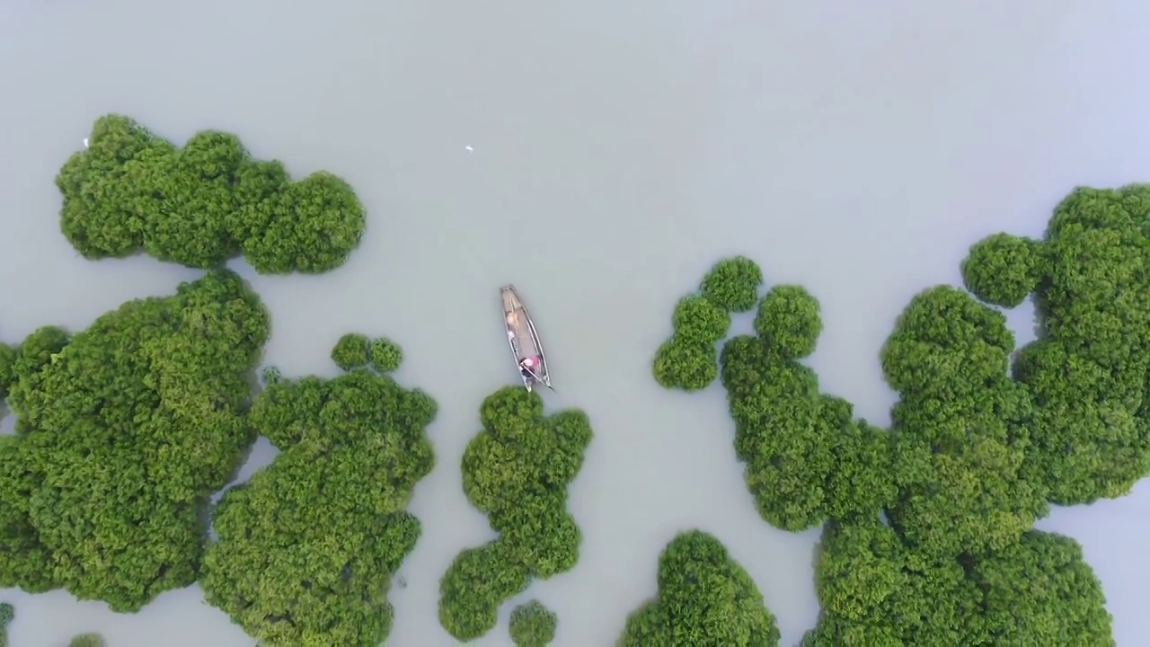 划船出海捕鱼的渔夫,霞浦鹅湾红树林视频素材