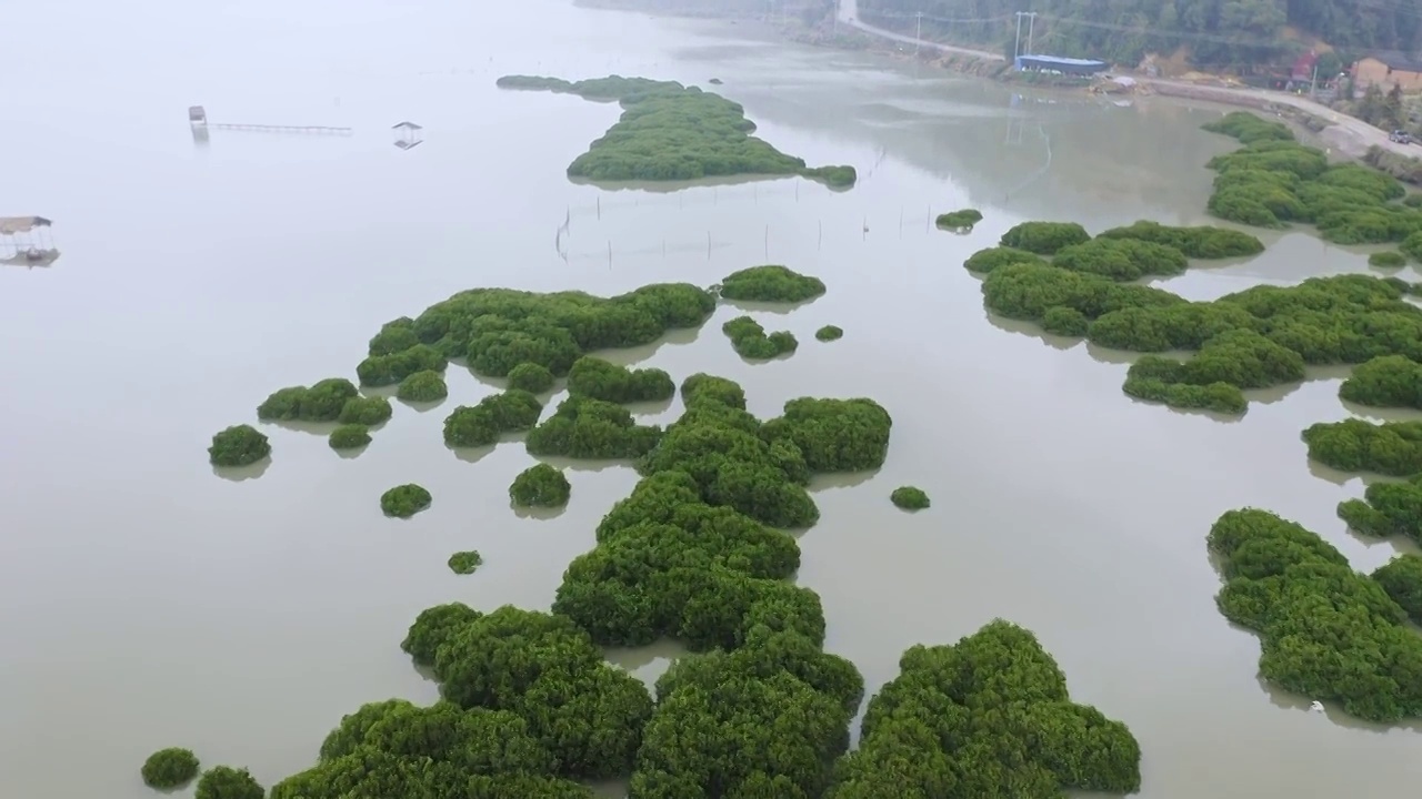 划船出海捕鱼的渔夫,霞浦鹅湾红树林视频素材