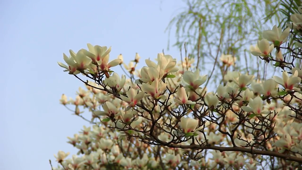 玉兰花 辛夷花 木兰 盛开在春天的特写视频素材