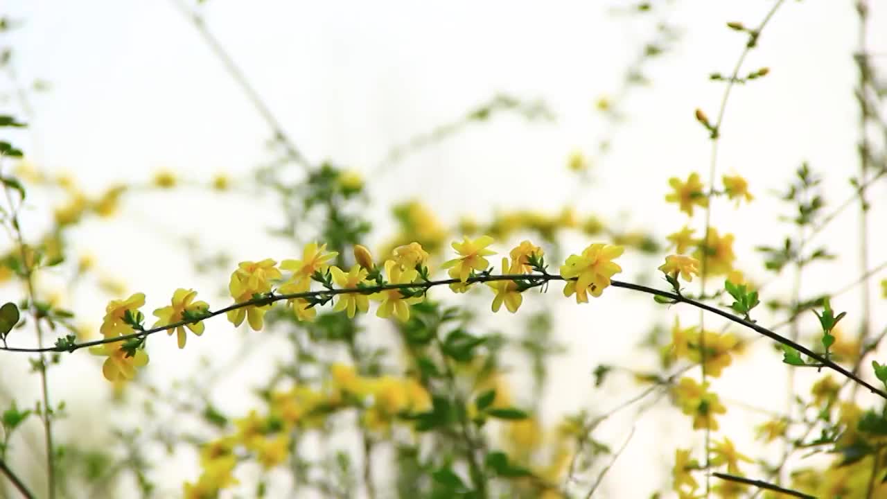 春天的嫩枝 迎春花 小黄花 日落 春风视频素材